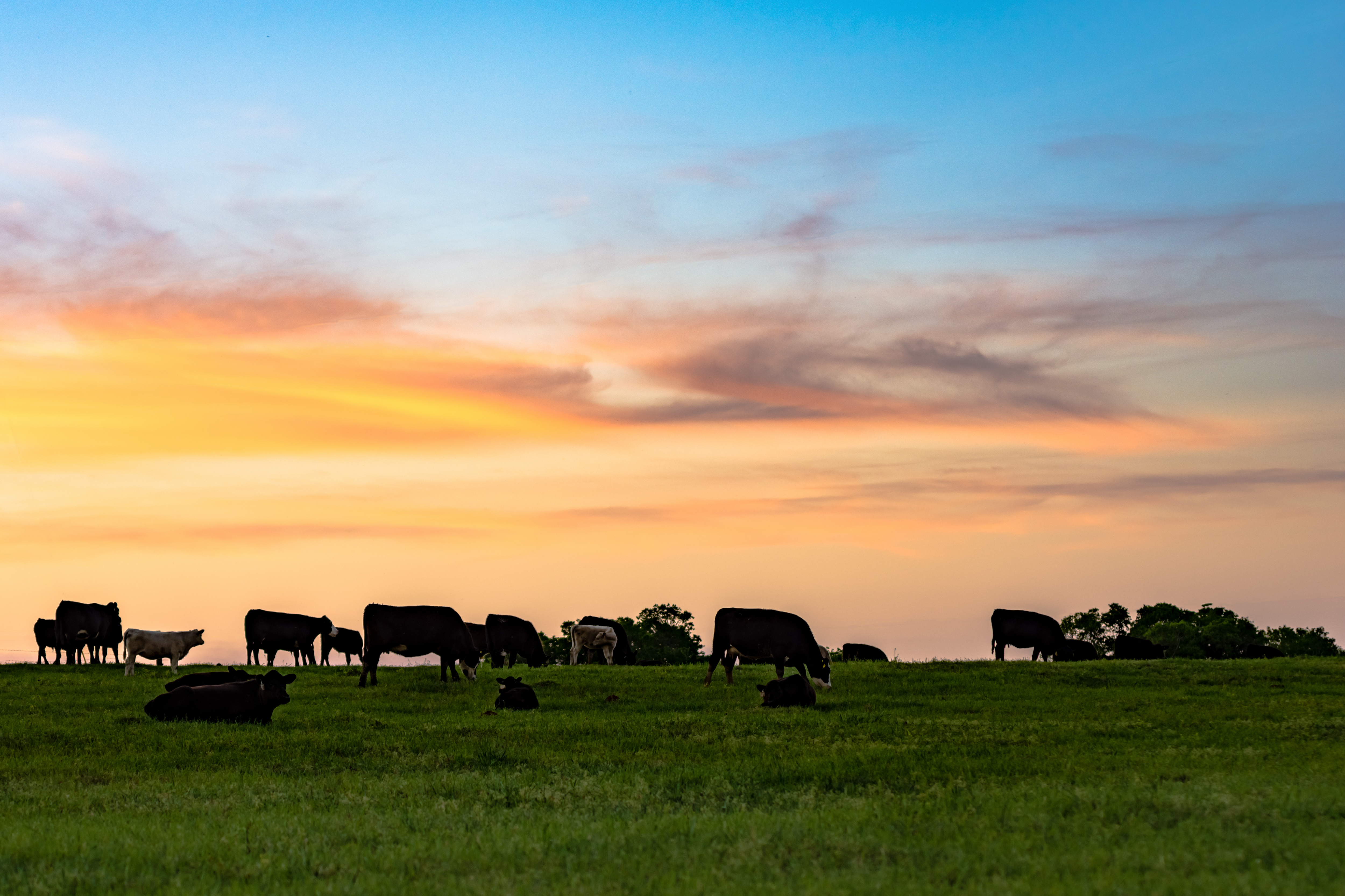 Cattle grazing on a hill at sunset